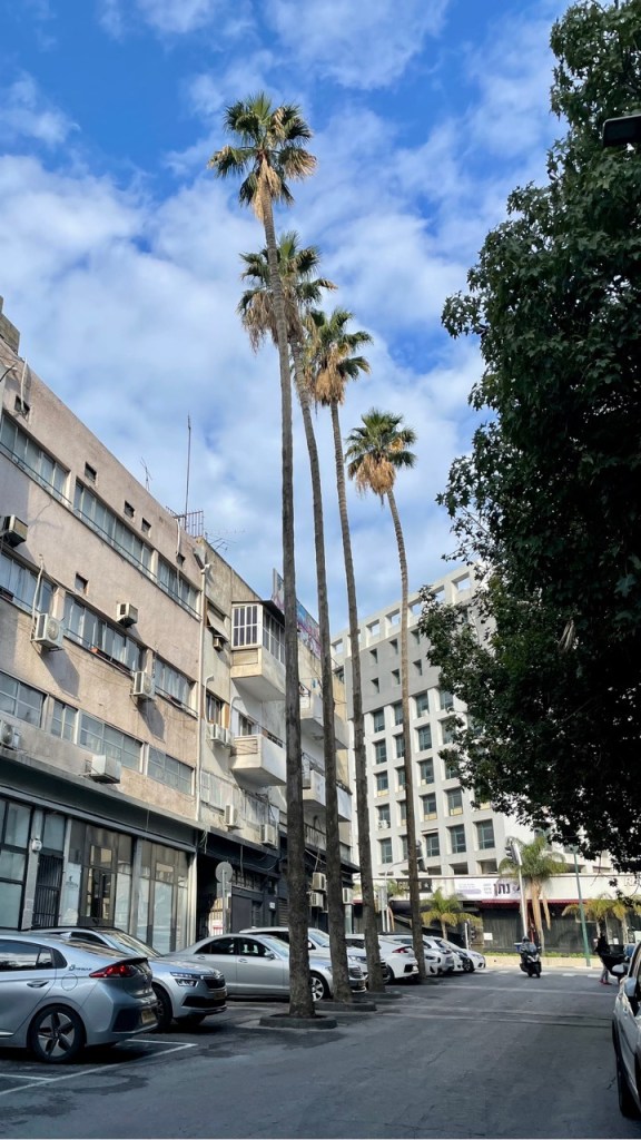 ארבעה דקלי וושינגטוניה, רחוב השפלה 4, תל אביב-יפו